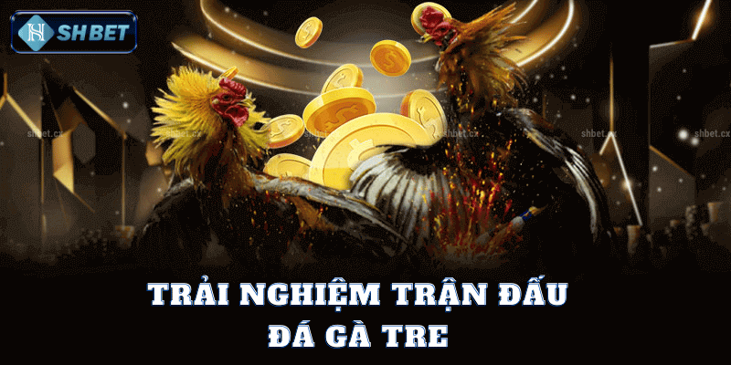 Trải Nghiệm Trận Đấu Đá Gà Tre