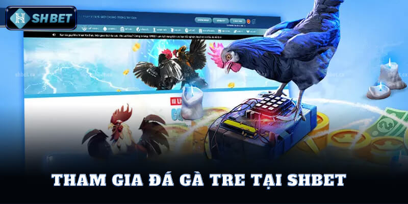 Tham Gia Đá Gà Tre Tại SHBet